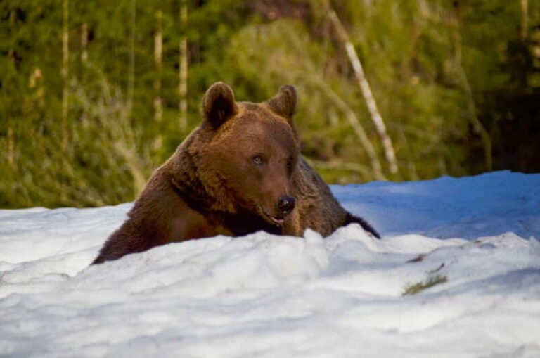 Bear watching in the Land of Volcanoes - The Itinerary: What to Expect