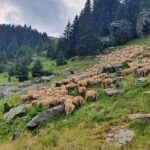 Bears and Dracula Private Full-Day Tour from Bucharest - What’s Included and What’s Not