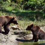 Bears Libearty Sanctuary and Dracula Bran Castle Day Trip - Final Thoughts