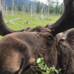 Bears, Trains & Icebergs Tour - Final Thoughts