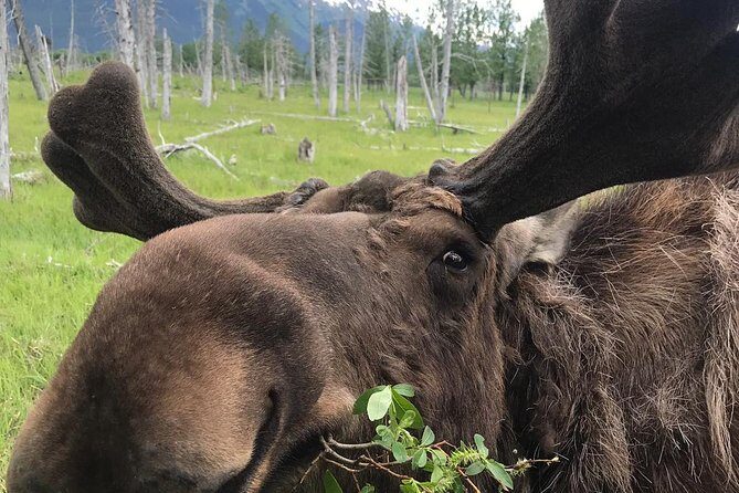 Bears, Trains & Icebergs Tour - Final Thoughts