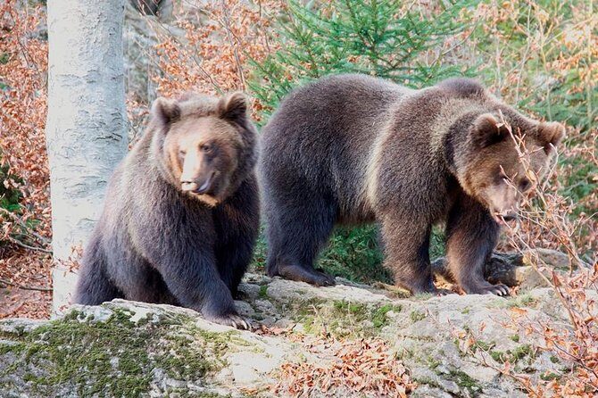 Bearwatching Hiking Day Tour in High Tatras from Poprad - Who Is This Tour Best For?