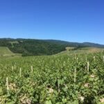 Beaujolais Wines & Castles - Private Tour - Half Day - What the Reviews Say