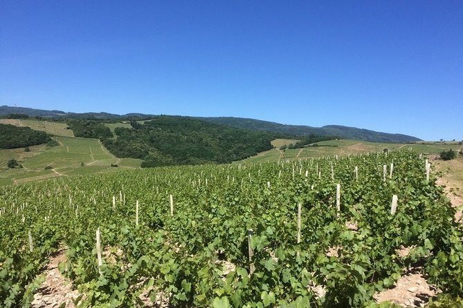 Beaujolais Wines & Castles - Private Tour - Half Day - What the Reviews Say