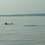 Beautiful Sunset and Dolphin Watching - The Real Experience: What Travelers Say