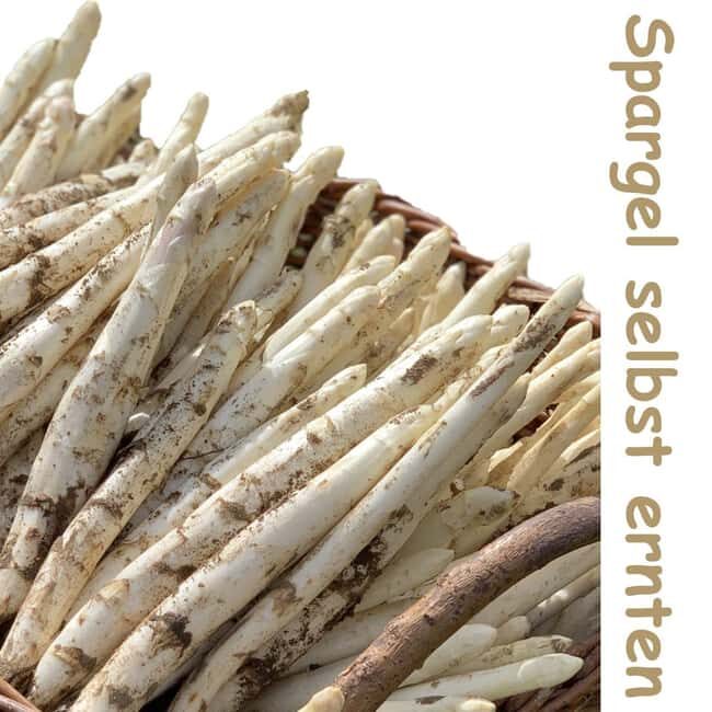 Beelitz: Harvest Beelitz asparagus yourself - Is This Tour Right for You?