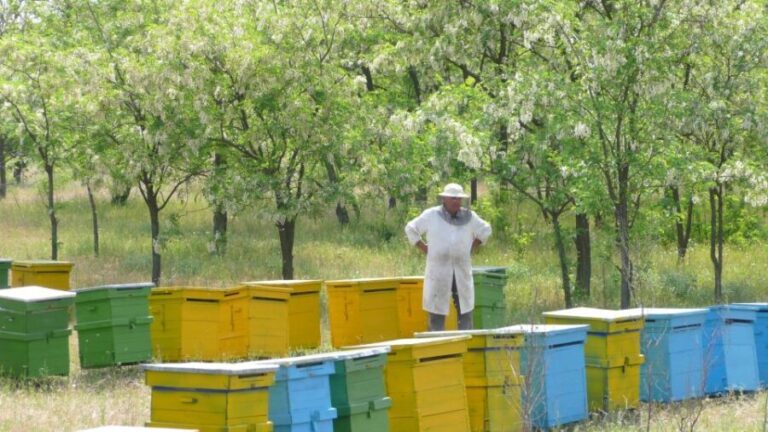 Bees in Romania - Private Beekeeping Lesson and Local Lunch - Is This Tour Right for You?