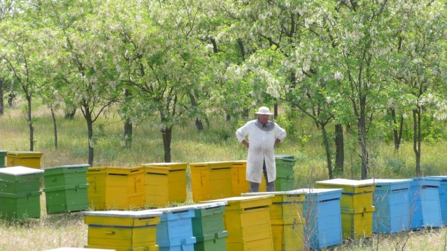 Bees in Romania - Private Beekeeping Lesson and Local Lunch - Is This Tour Right for You?