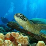 Beginner Scuba Dive in Lahaina: Swimming Required - Final Thoughts