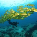 Beginner Scuba Diving in Cabo San Lucas - The Experience’s Worth & Practical Details