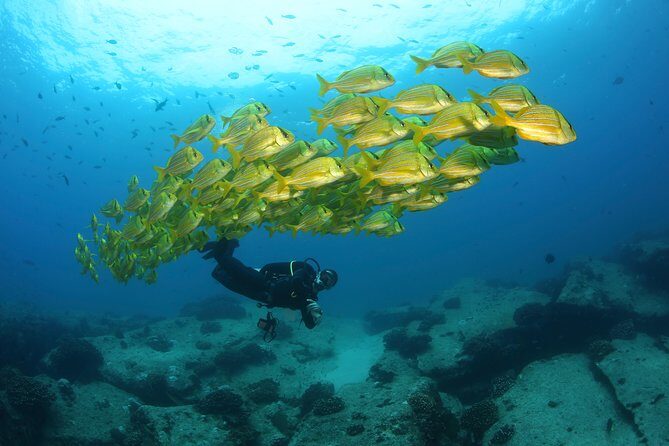 Beginner Scuba Diving in Cabo San Lucas - The Experience’s Worth & Practical Details