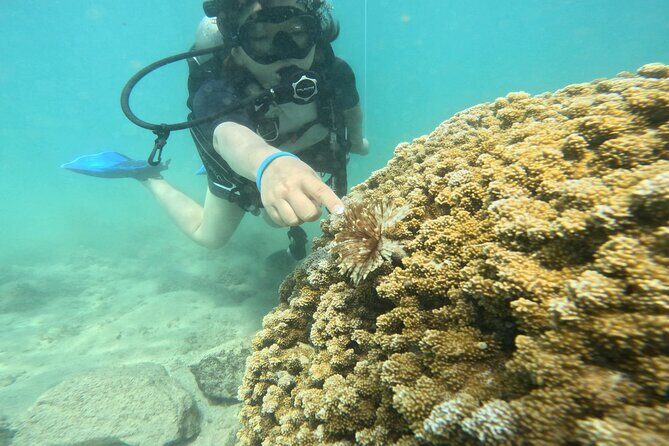 Beginner Scuba Experience with Video Package in Honolulu - What the Experience Looks Like From Start to Finish