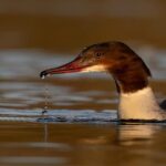 Beginners Wildlife Photography Workshop - The Experience at Hogganfield Loch