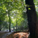 Belfast: Sir Thomas & Lady Dixon Park Walk & Alfresco Picnic - The Heritage & Wellbeing Walk