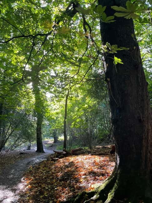 Belfast: Sir Thomas & Lady Dixon Park Walk & Alfresco Picnic - The Heritage & Wellbeing Walk