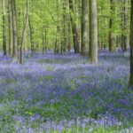 Belgium: Hallerbos Blue Forest Guided Tour - What to Expect from the Hallerbos Blue Forest Guided Tour