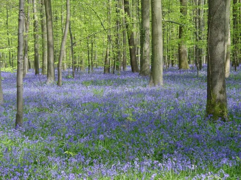 Belgium: Hallerbos Blue Forest Guided Tour - What to Expect from the Hallerbos Blue Forest Guided Tour