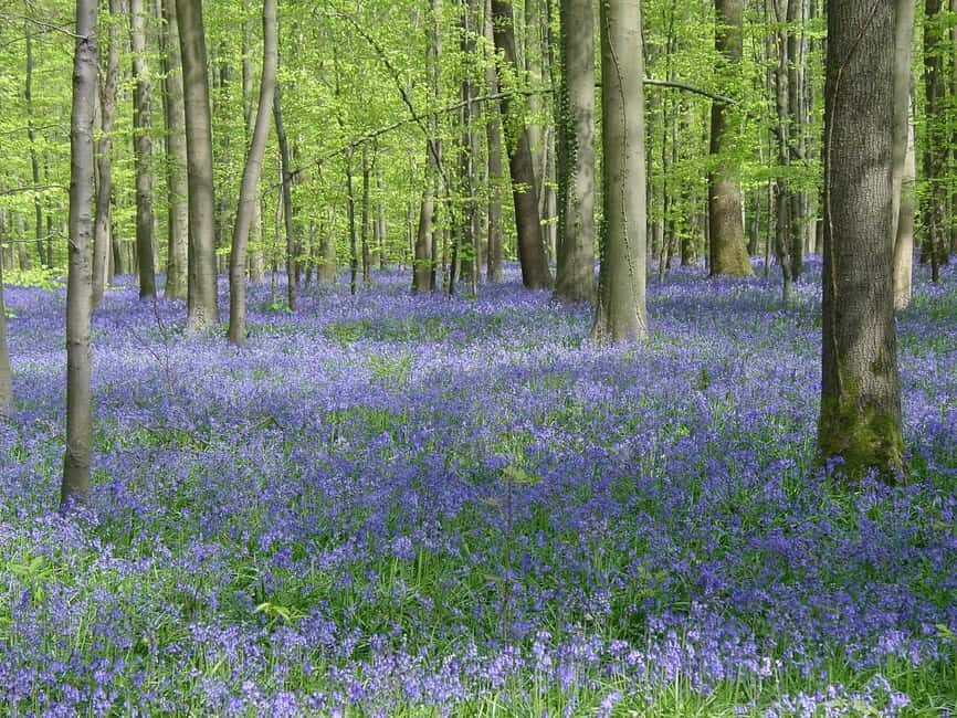 Belgium: Hallerbos Blue Forest Guided Tour - What to Expect from the Hallerbos Blue Forest Guided Tour
