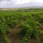 Belice wine tasting and flavors at winery in Menfi - Who Will Enjoy This Experience?