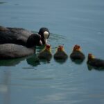 Bellagio, the pearl of lake Como. The village and the surrounding area - What’s the real value here?