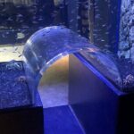 Beluga and Puffin Sanctuary Visitor Centre with Aquarium - A Closer Look at the Tour Experience