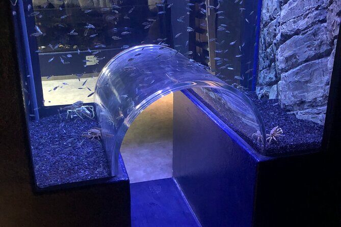 Beluga and Puffin Sanctuary Visitor Centre with Aquarium - A Closer Look at the Tour Experience