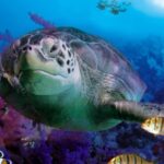 Benalmadena Aquarium Visit - The Overall Experience: Pros and Cons
