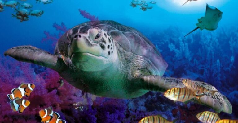 Benalmadena Aquarium Visit - The Overall Experience: Pros and Cons