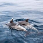 Benalmadena: Dolphin Sighting Boat Tour - The Scenic Voyage