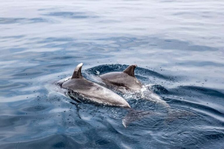 Benalmadena: Dolphin Sighting Boat Tour - The Scenic Voyage