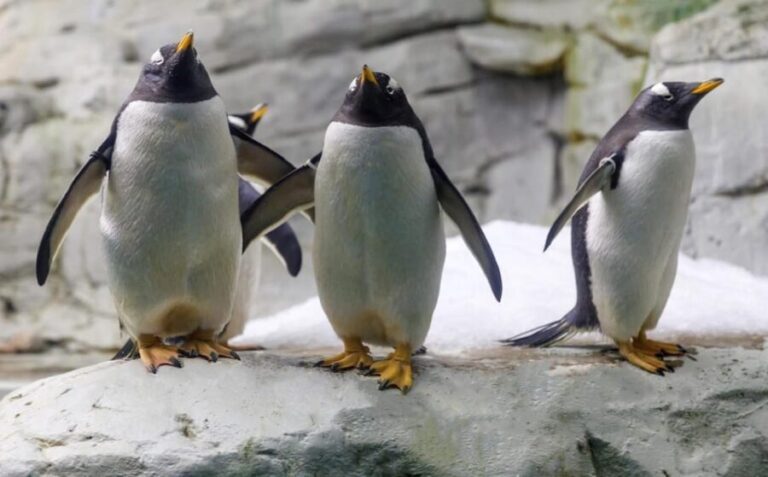 Benalmadena: Selwo Marina Admission Ticket - The Visitor Experience: What People Are Saying