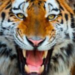 Benidorm: Terra Natura Theme Park 1-Day Tickets - Who Will Love Terra Natura Benidorm?