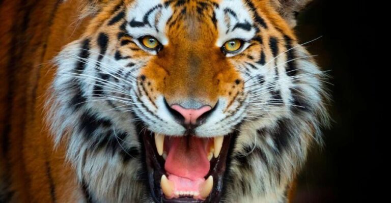 Benidorm: Terra Natura Theme Park 1-Day Tickets - Who Will Love Terra Natura Benidorm?