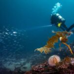 Bergen: Guided Scuba Diving - The Dive Locations and Marine Environment