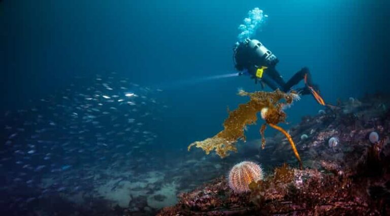 Bergen: Guided Scuba Diving - The Dive Locations and Marine Environment