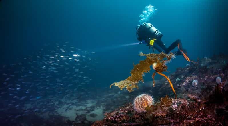 Bergen: Guided Scuba Diving - The Dive Locations and Marine Environment