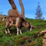 Bergen Like a Local: Culture, Views, and the Stave Church - Transport, Timing, and Group Size