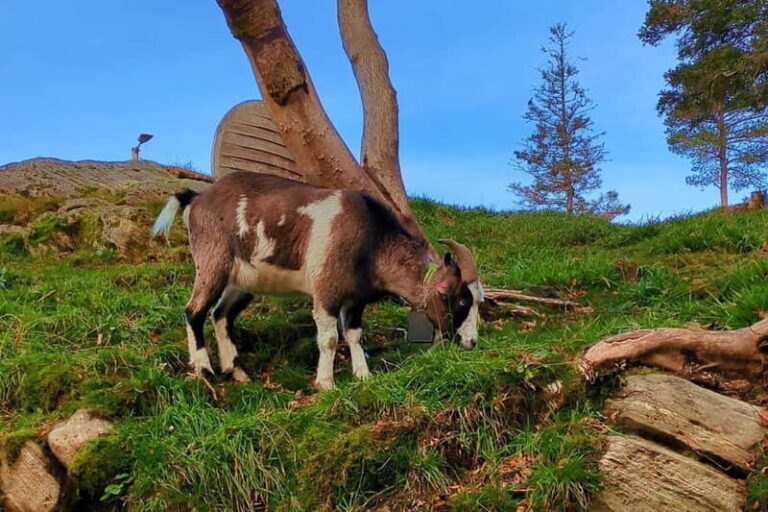 Bergen Like a Local: Culture, Views, and the Stave Church - Transport, Timing, and Group Size