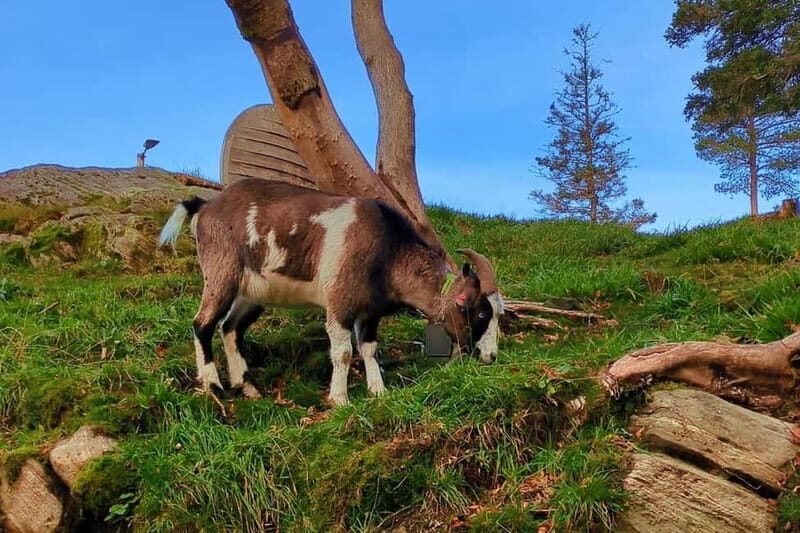 Bergen Like a Local: Culture, Views, and the Stave Church - Transport, Timing, and Group Size
