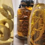 Berlin: Disgusting Food Museum Entry Ticket and Tasting - The Price and Value