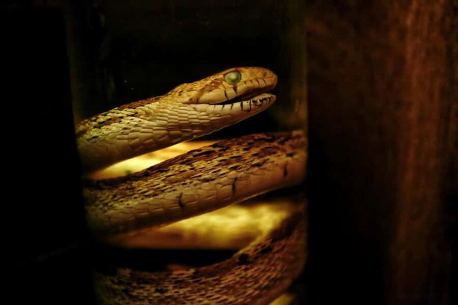 Berlin: Interactive Sherlock Holmes Live Escape Theater - What to Expect During Your Visit