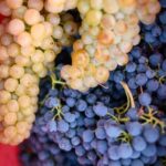 Bertinoro: Romagna Wines Authentic Tasting Experience - Who Is This Experience Best For?