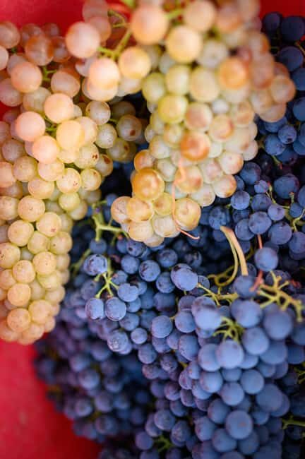 Bertinoro: Romagna Wines Authentic Tasting Experience - Who Is This Experience Best For?