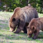 Best Of Yellowstone Full Day Nat'l Park Tour From Gardiner - FAQs About the Yellowstone Full Day Tour