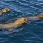 Best Tour to Peninsula Valdes - The Value of the Tour