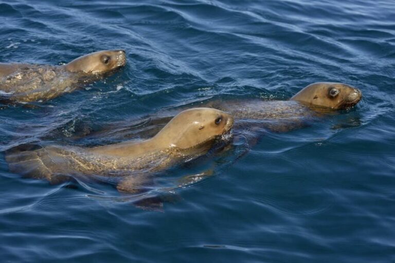 Best Tour to Peninsula Valdes - The Value of the Tour