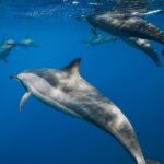 Best Waikiki Snorkel Tour: Guaranteed Turtles at Turtle Canyon - Who Will Love This Tour?