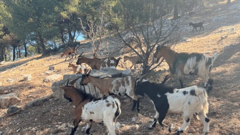 Between sea and hills: in the footsteps of Allauch, Aix, Marseille - FAQ