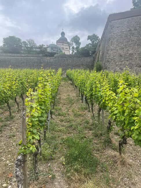 Between vines and the royal city  enjoy Würzburg wine with a view - What Makes This Tour Stand Out?