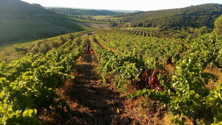 Beziers: Eco Wine Tasting at Sarabande Wines Off-Grid Winery - What Are Visitors Saying?